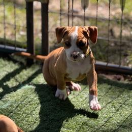 Female A - Red female American Pit Bull Terrier puppy in Pensacola, Florida from Alpha Alliance Kennels