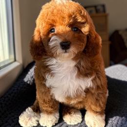 Bernedoodle, Cavapoo, and Goldendoodle Puppies from Adored Poodle & Doodles