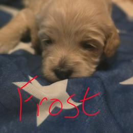 Frost - Apricot female Goldendoodle puppy in Cherry Tree, Pennsylvania from Plum Creek Acres Next Generation
