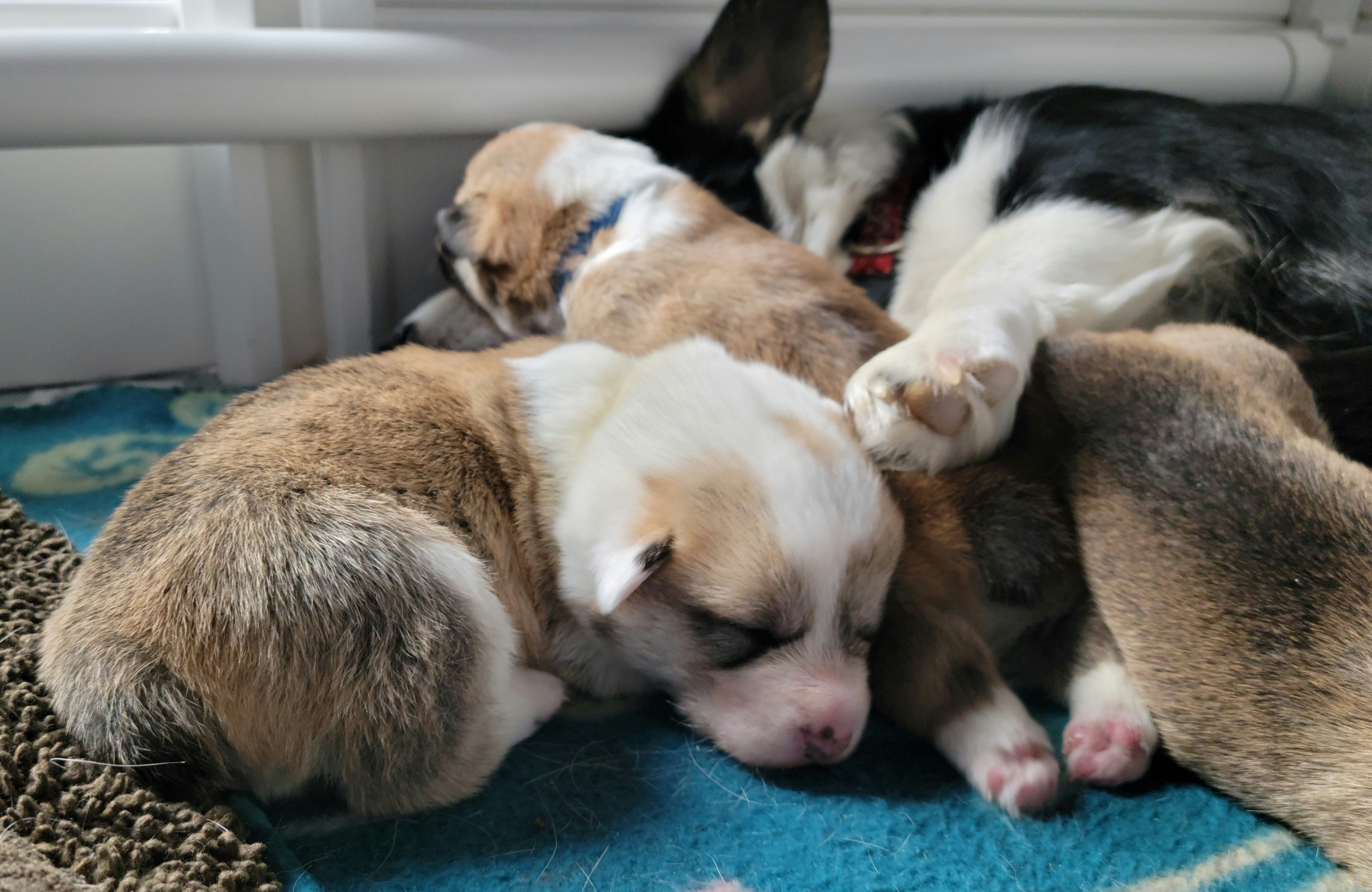 Pembroke Welsh Corgi Puppies from Montana Corgi Corral