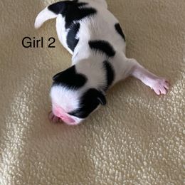 Girl 2 - Black gold and white Shih Tzu puppy in Terrebonne, Oregon from Jazzie Shih Tzu