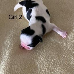Girl 2 - Black gold and white Shih Tzu puppy in Terrebonne, Oregon from Jazzie Shih Tzu