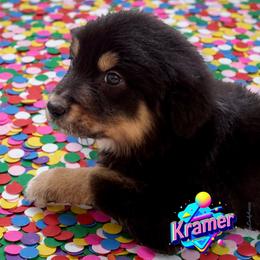 KRAMER - Black Tri Male - Black tri-color male Australian Shepherd puppy in Gainesville, Texas from Lady Luck Aussies