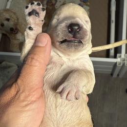 Tan Collar - Cream male Goldendoodle puppy in Portland, Tennessee from Happy_Tails_by_TJ