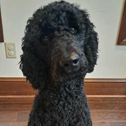 Mavis - Labradoodle