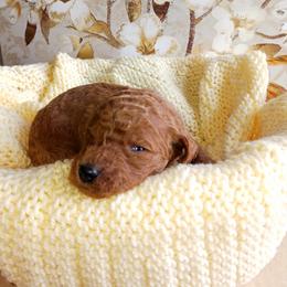 Dalmatian and Poodle Puppies from Reeves Family Standards