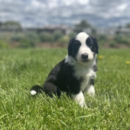 English Shepherd Puppies from Organic Heritage English Shepherds