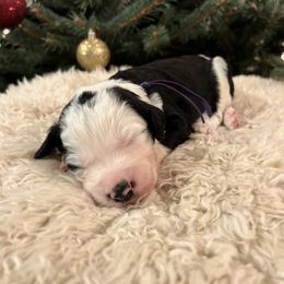 Sparkle - Black and white female Sheepadoodle puppy in Vernonia, Oregon from Life Unleashed Farm