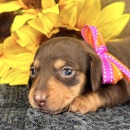 Doodle 2800 - Chocolate and tan female Dachshund puppy in Hendersonville, North Carolina from Snarky Doxy Miniature Dachshunds