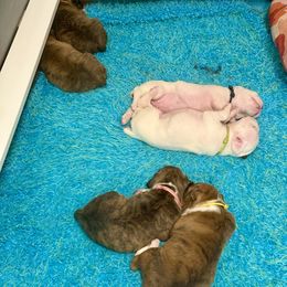 Boxer Puppies from JoyStarr Boxers