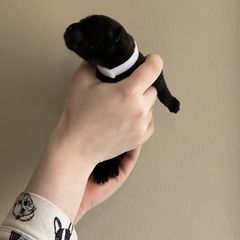 White - Brindle Kai Ken puppy in Livonia, Michigan from Kōri no Ken