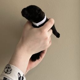 White - Brindle Kai Ken puppy in Livonia, Michigan from Kōri no Ken
