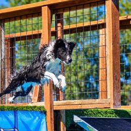 Ember - Black and white female Border Collie puppy in Lodi, California from R3 Sport Dogs (R3 Goldens/ R3 Border Collies)