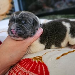 Vixen - Gray male Newfoundland puppy in Ohio from Vermillion Newfoundlands