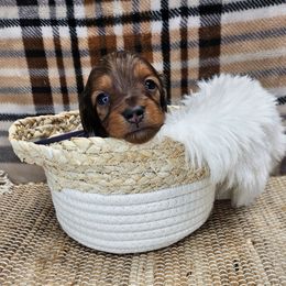 Joy - Red female Dachshund puppy in Anaconda, Montana from Montana Country Dachshunds