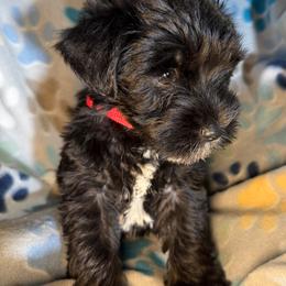 Tally - Black female Miniature Schnauzer puppy in Frankford, Delaware from Miniature Schnauzers of Delmarva