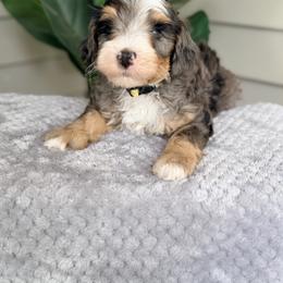 Yellow - Blue merle male Bernedoodle puppy in Charleston, South Carolina from Palm Belle Doodles