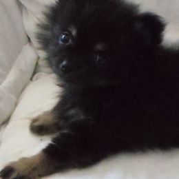 Pomeranians from Beth's Pomeranians