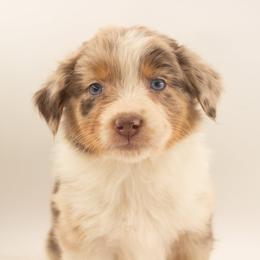 Peep - Red merle female Australian Shepherd puppy in Placerville, California from BFF Aussies