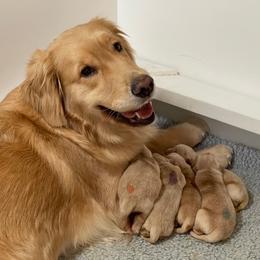 Golden Retriever Puppies from Davis Pond Goldens