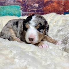 Black merle tri - female Australian Mountain Doodle puppy in Blue Springs, Missouri from Jeanie’s Doodles