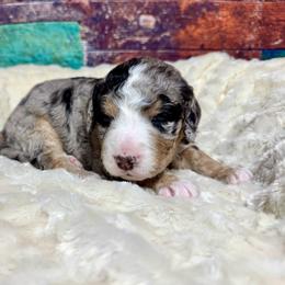 Black merle tri - female Australian Mountain Doodle puppy in Blue Springs, Missouri from Jeanie’s Doodles