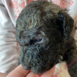 Poodle Puppies from Rosegold Poodles