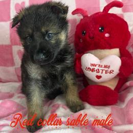 Red collar - Sable male German Shepherd puppy in Canterbury, Connecticut from Nachtwaechter German Shepherds, LLC