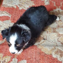 Chihuahua and Toy Australian Shepherd Puppies from Glidwell Ranch