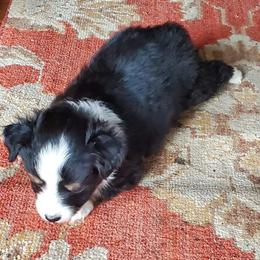 Chihuahua and Toy Australian Shepherd Puppies from Glidwell Ranch