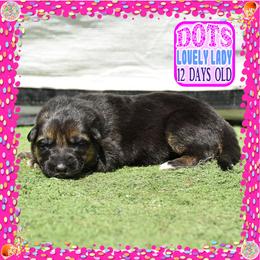 DOTS - Black and tan female German Shepherd puppy in Murrieta, California from Diamond Oaks German Shepherds