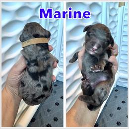 Marine - Blue merle male Bernedoodle puppy in Banner Elk, North Carolina from Walnut Tree Bernedoodles