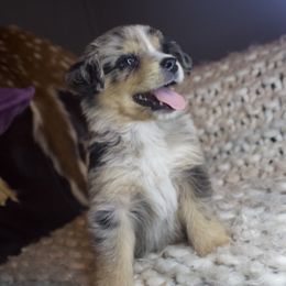 Huxley - Miniature Australian Shepherd puppy in Berryville, Arkansas from 2Lazy2P Mini Aussies