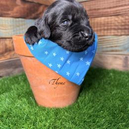 Thyme - Black male Newfoundland puppy in Tully, New York from Bear Paw Newfoundlands