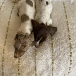 Dachshund Puppies from Destiny's Dachshunds