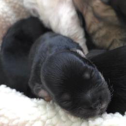 Girl 2 - Black and tan female Havanese puppy in Medina, Ohio from Momma's Minis