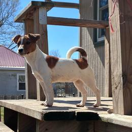 Princess Emma - White and tan female Russell Terrier puppy in Missouri from Royal Russells Ranch