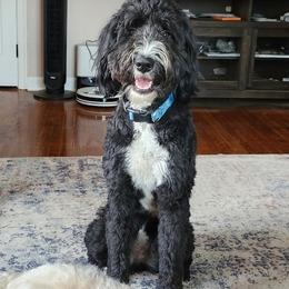 Bernedoodle, Bernese Mountain Dog, Goldendoodle, and Shihpoo Puppies from Route 66 Poodles & Doodles, Sapphire Shih-tzu's of Ohio