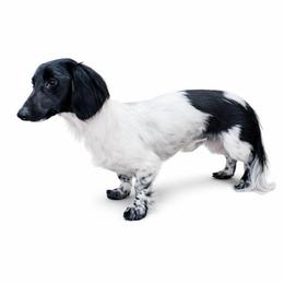 Domino - Dachshund