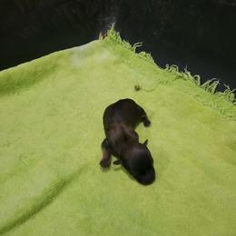 Girl 2 - Red sable female Havanese puppy in Sebeka, Minnesota from Bydand Newfoundlands & Whimsical Havanese