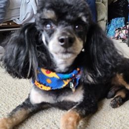 Poodles from Debra's Poodles