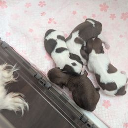 Chihuahua puppies from ChibiChi