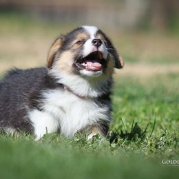 Pembroke Welsh Corgi Puppies from Golden Rose Corgis