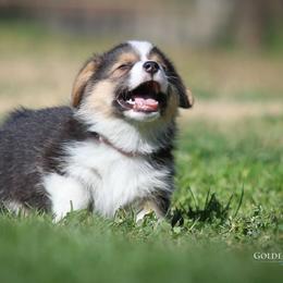 Pembroke Welsh Corgi Puppies from Golden Rose Corgis