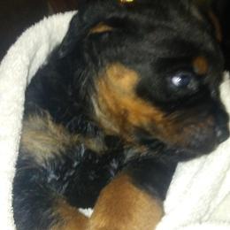 Rottweiler Puppies from Gregory Mulkey's Rottweilers