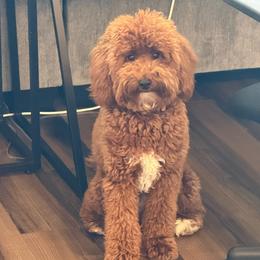 Stormy - Goldendoodle