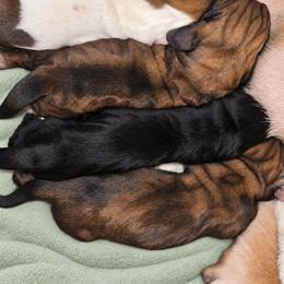 Rattata - Black and white female Basset Hound puppy in Independence, Kentucky from Lil Shorties Bassets