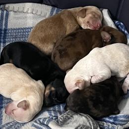 Dachshund Puppies from Witchy Woman’s Wiener’s