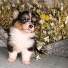 Girl 3 - Black and tan female Pembroke Welsh Corgi puppy in Missouri from Cooler Farms Corgis