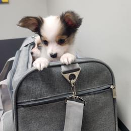 Aramis. Boy 3 - Fawn and white male Papillon puppy in Bon Aqua, Tennessee from Rene's Papillon
